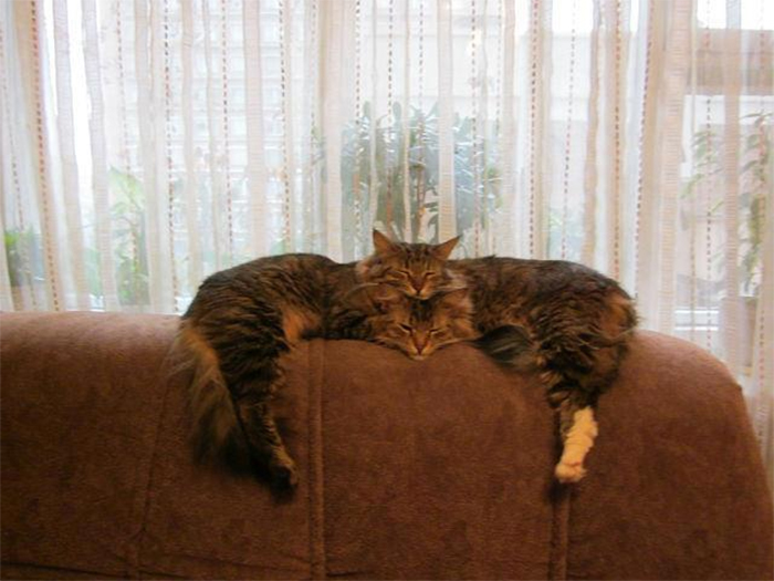 cats sleeping in funny positions