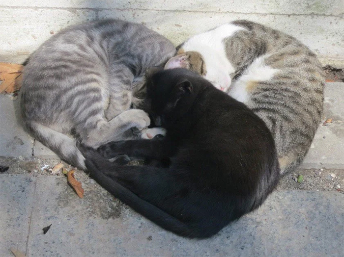 cats sleeping in heart configuration