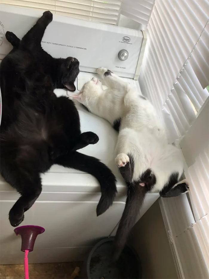 cats sleeping on washing machine