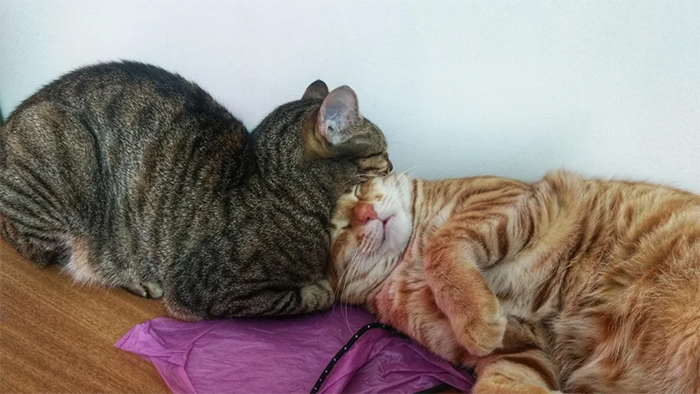 cats sleeping together face pillow