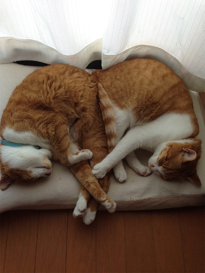 cats sleeping together funny positions