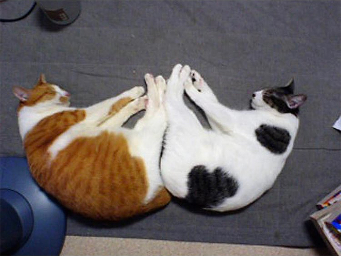 cats sleeping together in awkward position