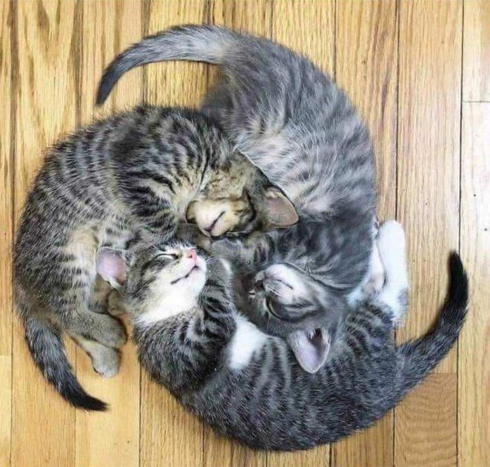 cats sleeping together in weird positions