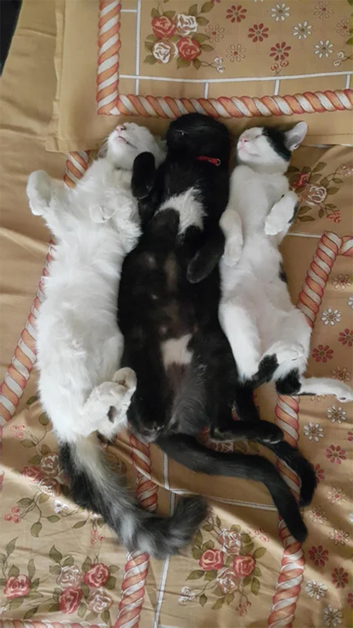 cats sleeping with bellies up