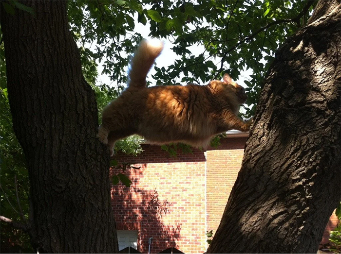 chubby cat stuck between trees