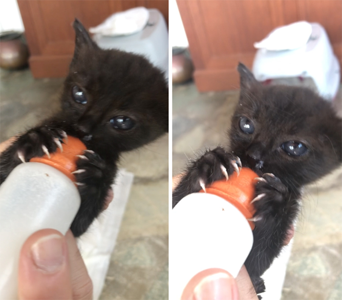claw kitten holding a bottle