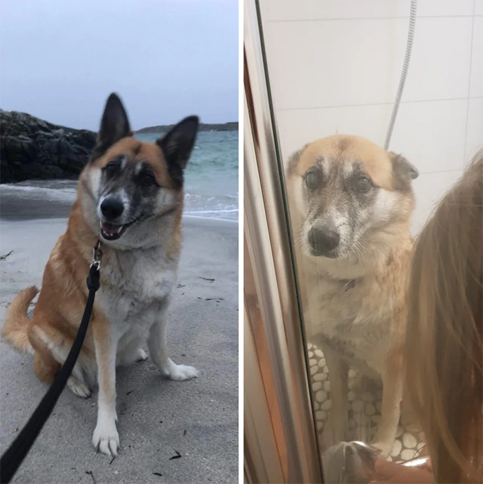 comparison images dog on the beach vs bathroom