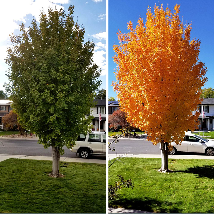 comparison images of a maple tree