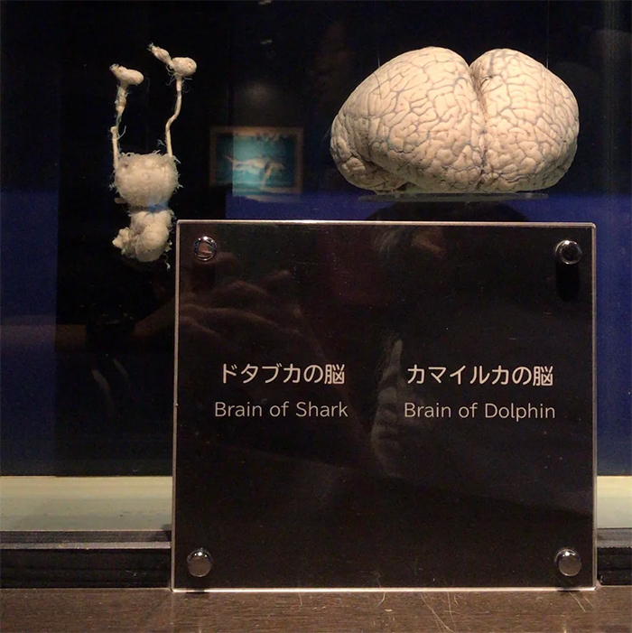 comparison images sharkvs dolphin brains