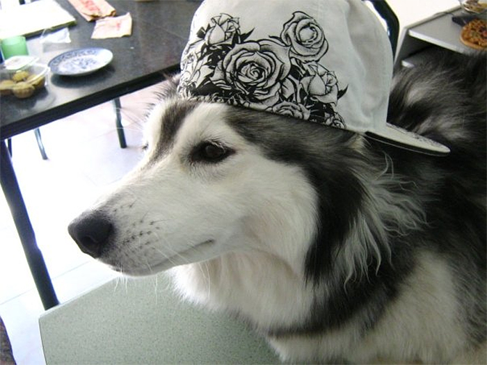 cool-looking dog wearing a cap