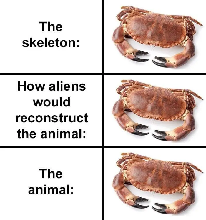 crabs have exoskeleton