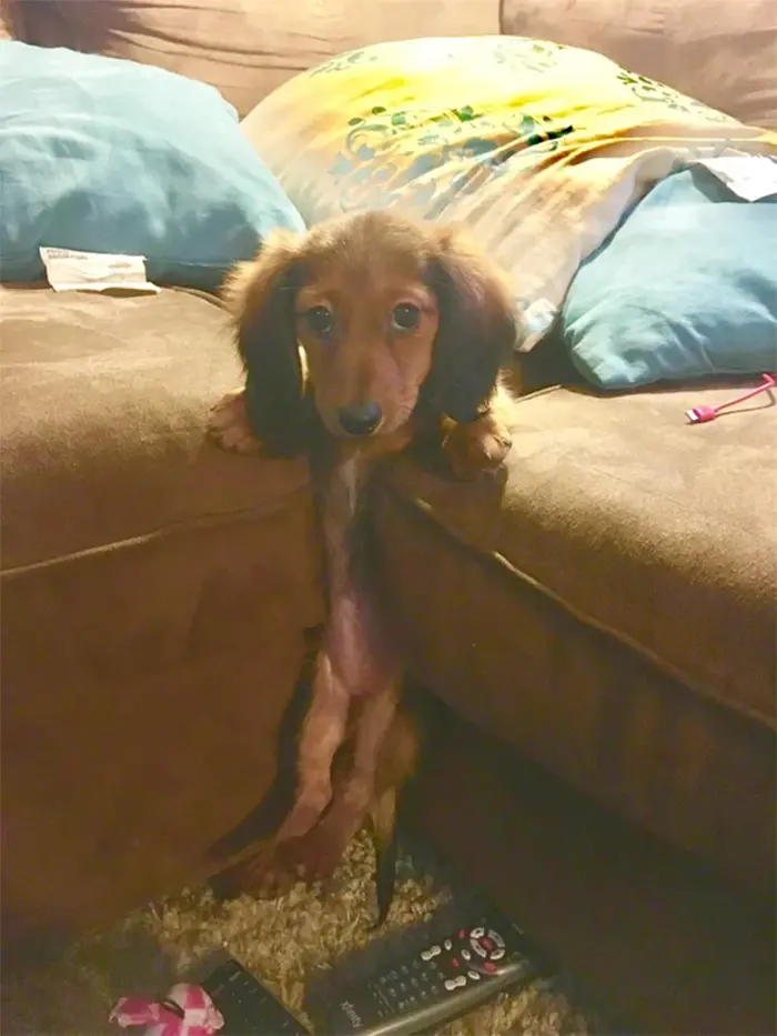 dachshund puppy stuck between couch cushions