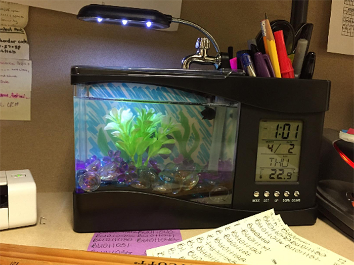 decorative desktop fish tank