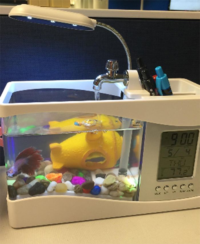 desktop small fish tank