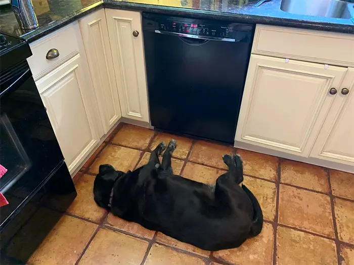 dog food bowl in the dishwasher