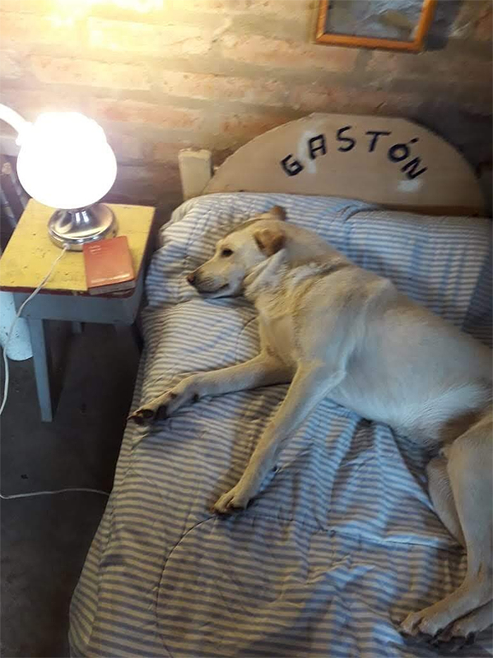 dog has his own bed and night table