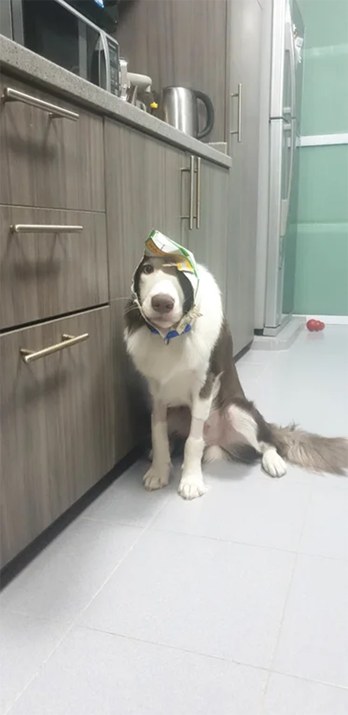 dog head stuck in a pack of fish fillet