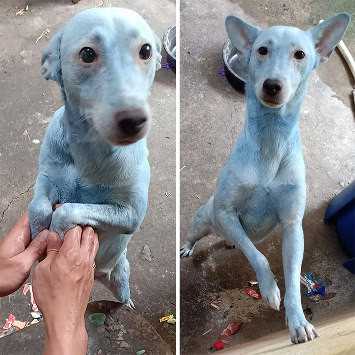 dog owner uses hair dye on pet