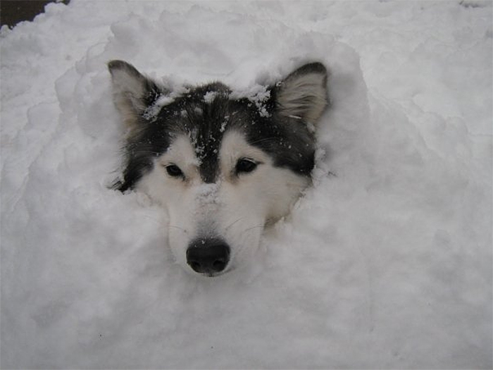 dog peeking from pile of snow
