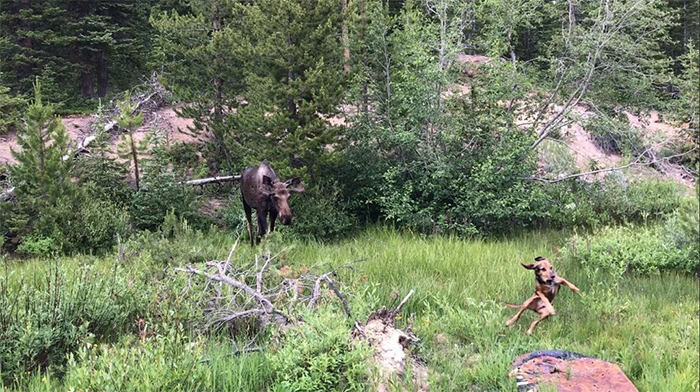 dog seeing a moose