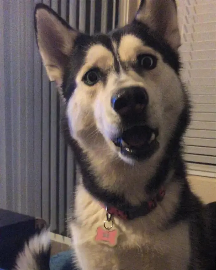 dog shocking reaction last bite of burger