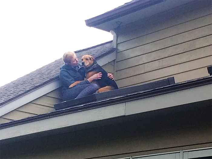 dog stuck on the roof