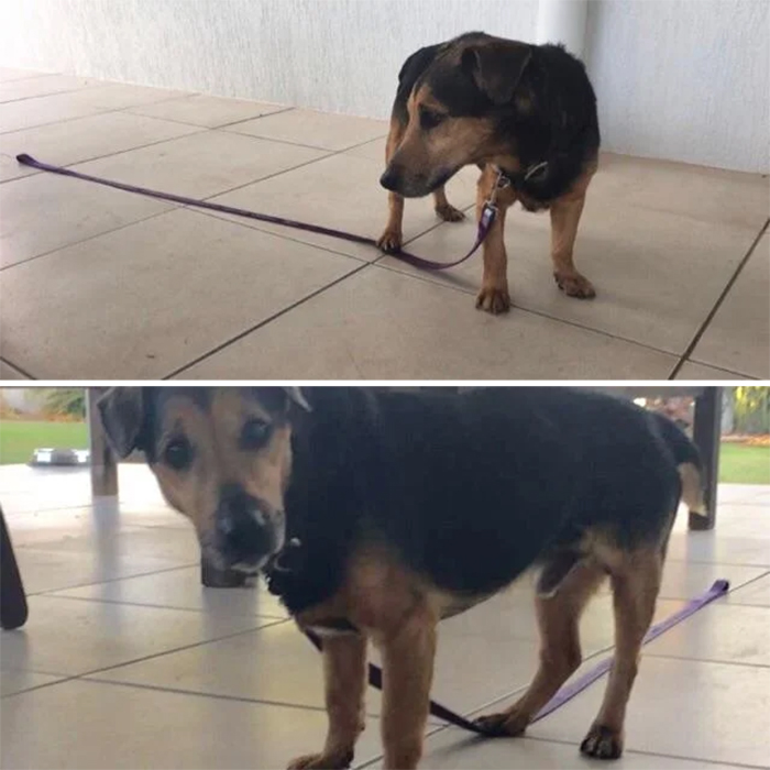 dog stuck stepping on the leash