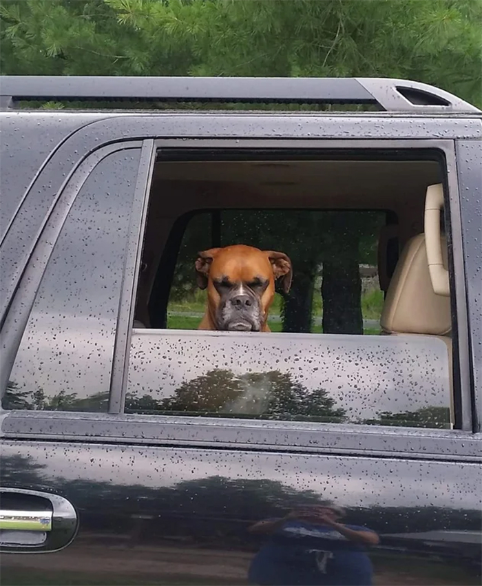 dog unhappy about leaving the park early
