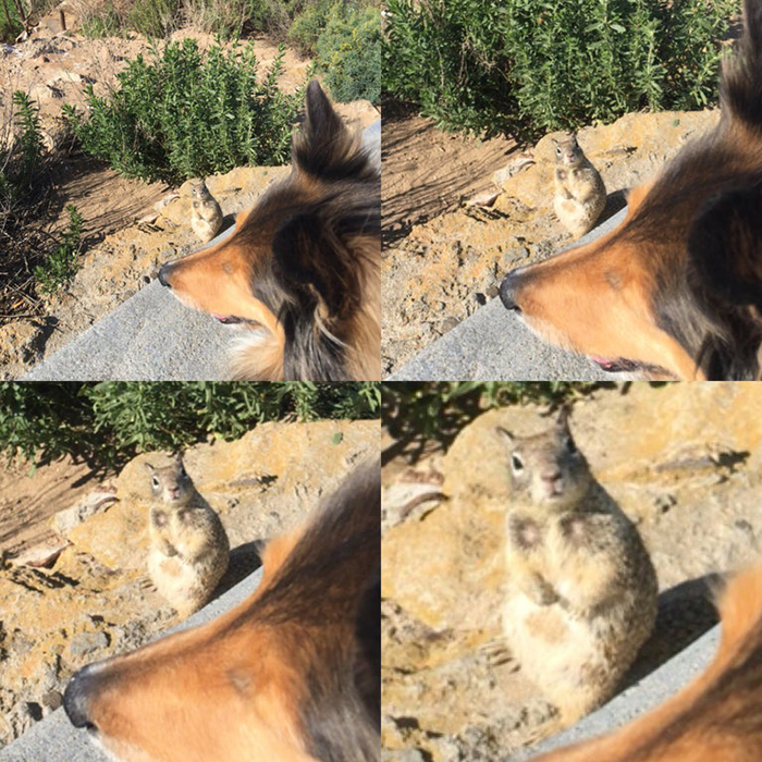 dog watching over a rodent