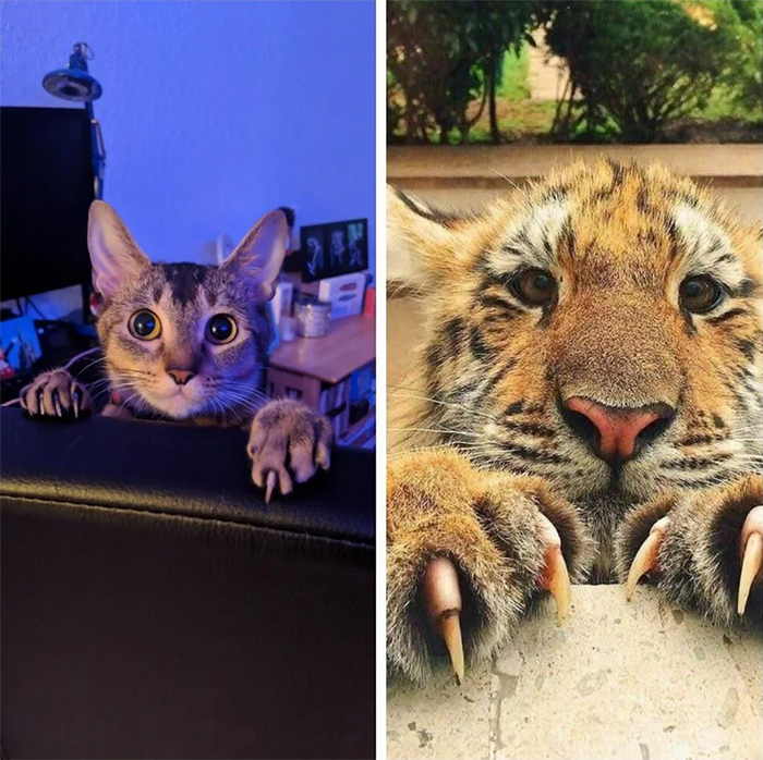 domestic cat and wild feline resemblance