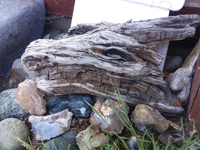 driftwood looks like dragon head