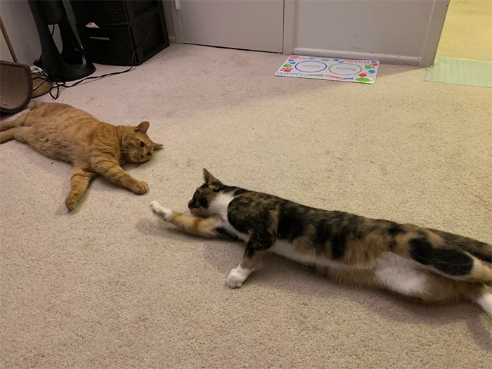 extra long kitty stretching