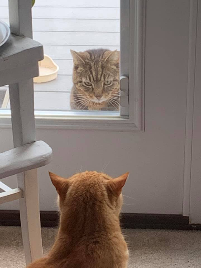 feline intruders in parents house