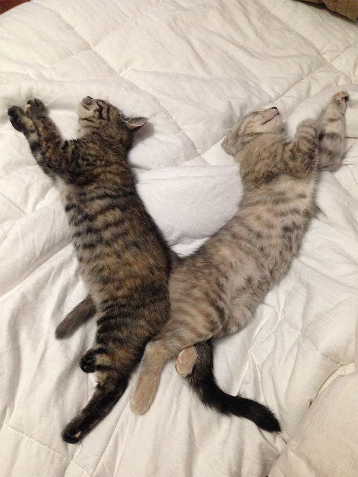 feline synchronized sleeping