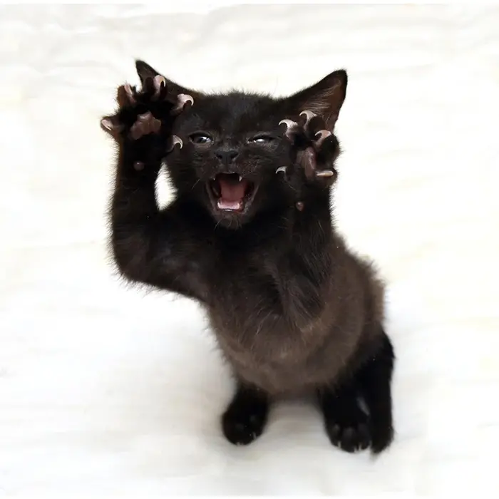 ferocious black cat shows off claws