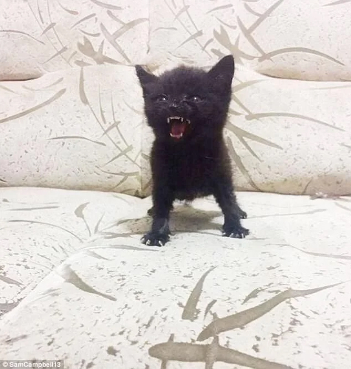 ferocious small kitten