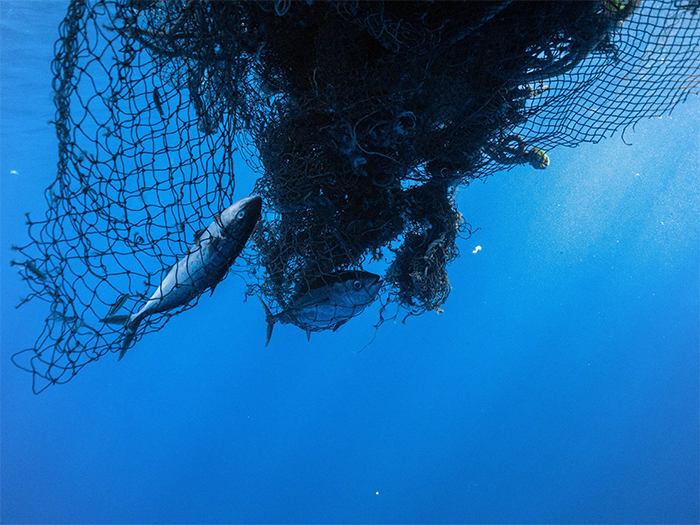 fishes trapped in ghost nets