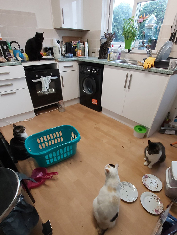 five kitties in my kitchen