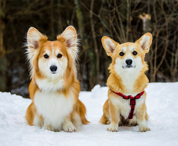 fluffy corgi vs regular coat