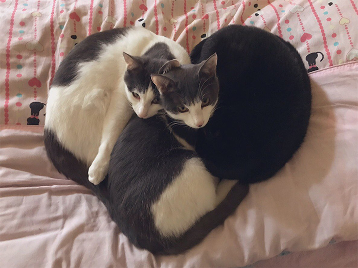 foster kitties heart shape