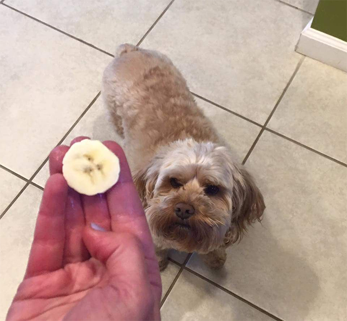 funny pareidolia dog banana slice
