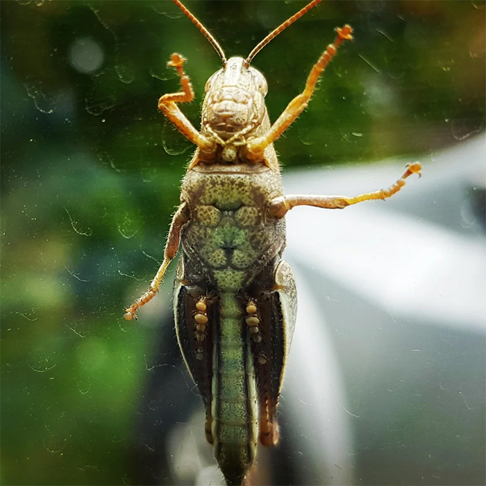 grasshopper body lion wearing sunglasses