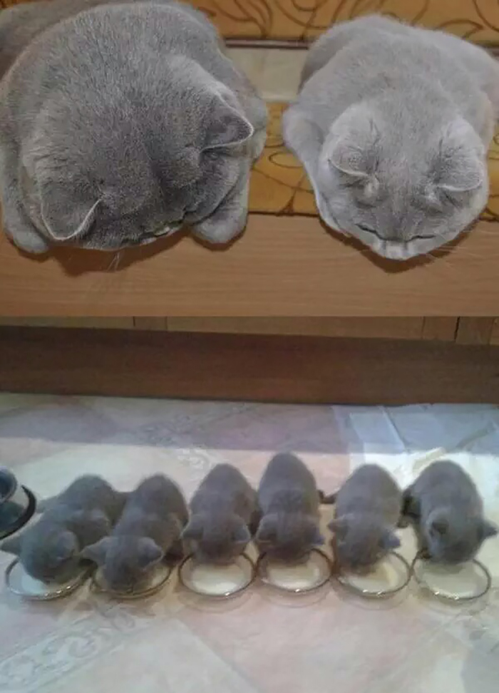 gray cats with their mini-mes