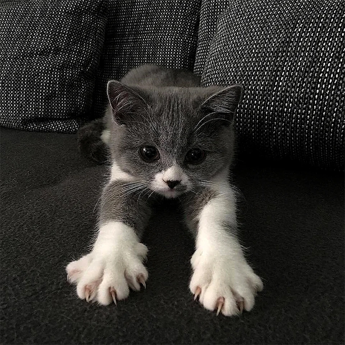 gray kitty murder mittens