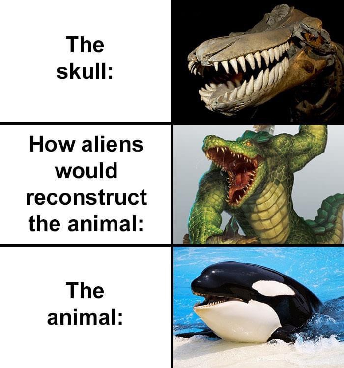 hilarious skull reconstruction of a killer whale