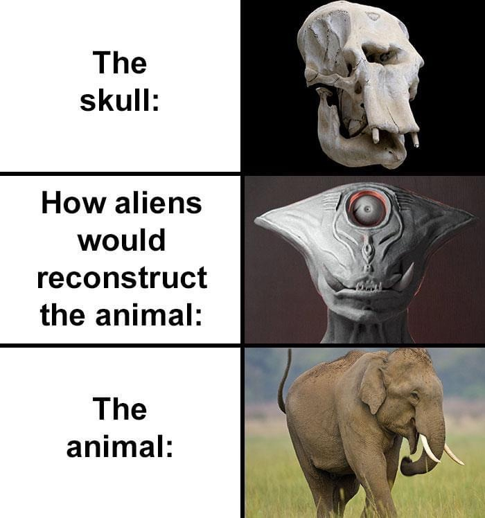 hilarious skull reconstruction of an elephant