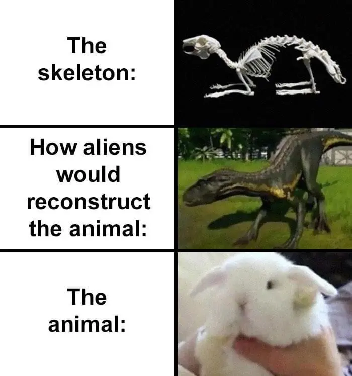 how aliens would reconstruct bunny skull