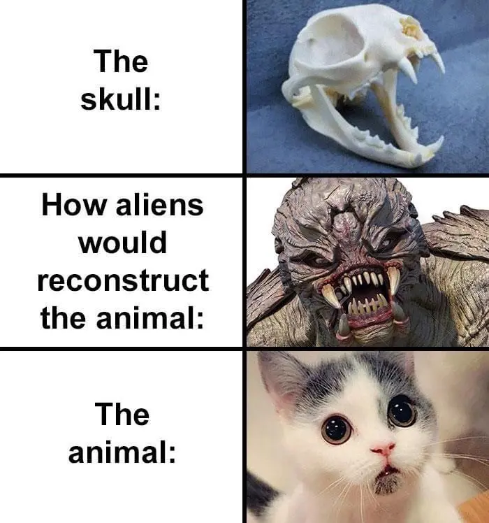 how aliens would reconstruct cat skull