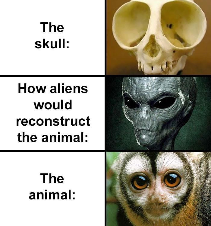 how aliens would reconstruct common animal skull