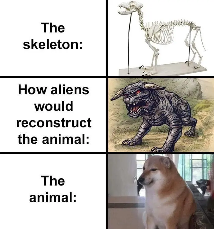 how aliens would reconstruct dog skull